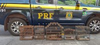 PRF resgata cinco aves silvestres na BR 316 em Inhuma