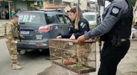 Ação conjunta entre Polícia Civil e PRF combate o tráfico de animais silvestres no RJ