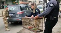 PRF e Polícia Civil realizam operação contra traficantes de animais silvestres na Baixada Fluminense