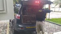 Operação Arca de Noé cumpre mandados contra traficantes de animais silvestres no RJ