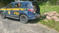 PRF e PMERJ desarticulam bando especializado em subtração de carga na Serra das Araras