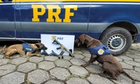 PRF apreende fuzil e pistolas de origem estrangeira em Piraí