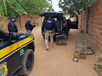 Em operação de combate aos crimes ambientais, PRF resgata 64 aves silvestres no Rio Grande do Norte