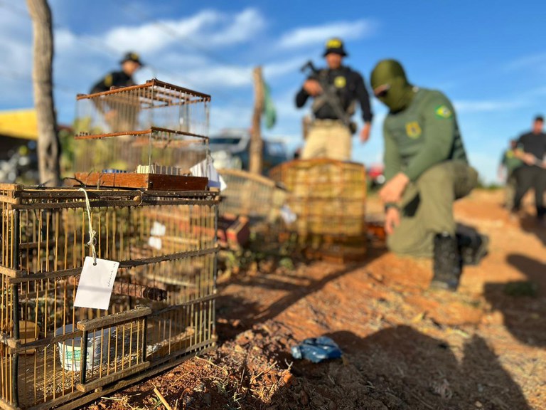 PRF e IBAMA realizam Operação de combate ao comércio ilegal de aves em Mossoró/RN