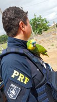 Na Semana Nacional do Meio Ambiente 57 aves silvestres são resgatadas pela PRF no RN