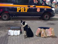 Com auxílio de cães farejadores, PRF encontra 30 quilos de drogas em dois ônibus