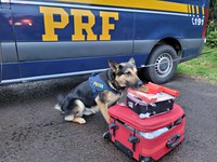 Em mais uma ação com cães, PRF flagra mulher com maconha em ônibus