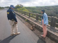 PRF e ONG resgatam Sorro ferido em Dom Pedrito/RS