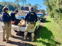 PRF prende traficante com 50 quilos de maconha e skunk na BR 386