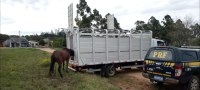 PRF recolhe cavalos soltos na rodovia para evitar acidentes em São Gabriel/RS