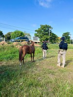 PRF identifica responsável pelos cavalos que causaram acidentes em Eldorado do Sul