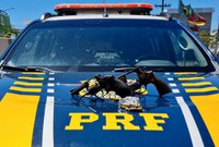 PRF prende homem por porte ilegal de armas em Passo Fundo/RS