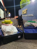 PRF prende traficante transportando maconha e cocaína em ônibus