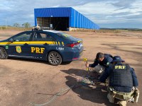 PRF prende vigilante de empresa durante furto de cabos elétricos em Guaíba