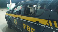 PRF resgata cachorrinha em risco na rodovia em Dom Pedrito