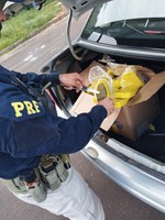 PRF prende homem com 28 kg de maconha em Torres