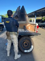 PRF prende traficante com carga multimilionária de cocaína em Canoas/RS