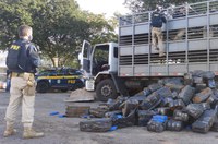 PRF apreende quatro toneladas de maconha em um caminhão para transporte de porcos