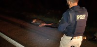 PRF, BM e PATRAM resgatam puma atropelado em Vacaria