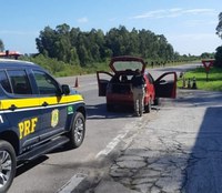 PRF prende dois uruguaios trazendo skunk em carro furtado