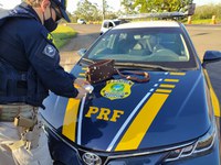 PRF prende mulher por tráfico de drogas em Eldorado do Sul