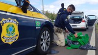 PRF prende traficante com 300 quilos de maconha na Freeway