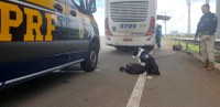 PRF prende traficante transportando maconha  em ônibus