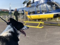 PRF promove treinamento com cães policiais em aeronaves