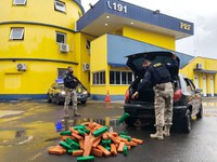 Sob forte chuva, PRF prende traficante com 120 quilos de maconha em Sapucaia do Sul