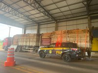 Em Rondônia, PRF identifica diversos transportes irregulares de madeira