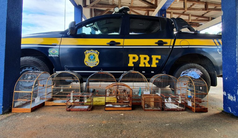 Em Rondônia, PRF intensifica o combate a crimes ambientais