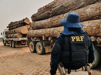 Aproximadamente 130 m³ de madeira foram apreendidos em 5 dias