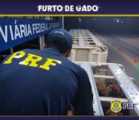 Em Ji-Paraná/RO, PRF e PCRO recuperam gados furtados