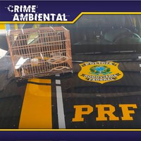 Em Ji-Paraná/RO, PRF flagra transporte ilegal de animal silvestre