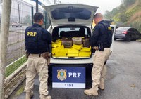 PRF apreende 751 kg de maconha e recupera veículo furtado na BR-101 em Itajaí