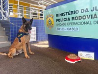 Cão farejador Bili se aposenta da PRF após 9 anos de bons serviços