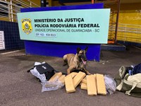 Cadela farejadora da PRF localiza maconha em bagageiro de ônibus na BR-163 em Guaraciaba