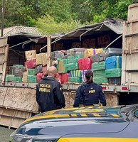 Ação conjunta PRF e PF faz a maior apreensão de maconha do ano em SC: cerca de sete toneladas na BR-101 em Barra Velha