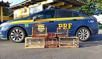 PRF flagra pássaros silvestres no porta-malas de carro BR 280 em Guaramirim