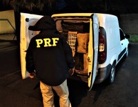 PRF apreende 17.500 mil maços de cigarros contrabandeados na BR 470 em Ibirama