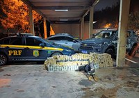 PRF apreende 346 kg de maconha na Régis Bittencourt