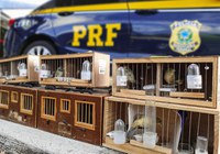 Crime Ambiental: PRF flagra transporte ilegal de 15 pássaros
