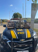 PRF apreende 7 pássaros silvestres transportados ilegalmente em Lavrinhas-SP