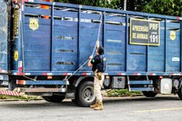 Cristinápolis/SE: PRF flagra na BR-101 homem transportando animal de maneira irregular