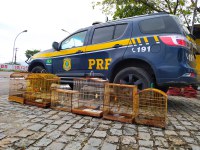 Itabaiana/SE: PRF/SE apreende pássaros silvestres criados ilegalmente