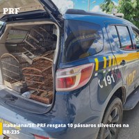 Itabaiana/SE: PRF resgata pássaros silvestres na BR-235