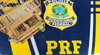BR-101/SE: PRF resgata 14 aves silvestres