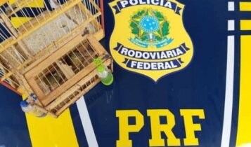 Nossa Senhora do Socorro/SE: PRF resgata pássaro silvestre na BR-101