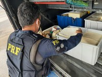 PRF flagra produtos alimentícios transportados em condições inadequadas