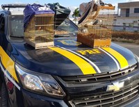 Umbaúba/SE: PRF resgata nove pássaros silvestres